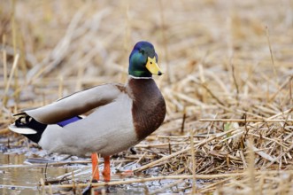 Mallard (Anas platyrhynchos), drake, North Rhine-Westphalia, Germany