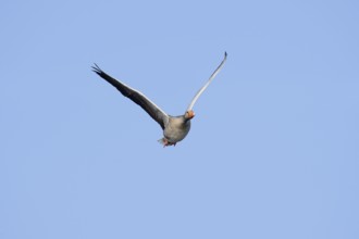 Greylag goose (Anser anser), flying, North Rhine-Westphalia, Germany