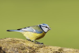 Blue tit (Cyanistes caeruleus, Parus caeruleus), North Rhine-Westphalia, Germany