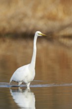 Great White Egret (Ardea alba) standing in the water, North Rhine-Westphalia, Germany