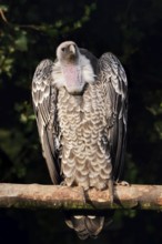 Barred vulture (Gyps rueppelli) perched on a branch, captive, occurring in Africa
