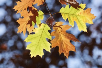 American red oak (Quercus rubra), leaves in autumn, North Rhine-Westphalia, Germany