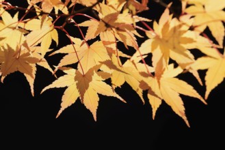 Fan maple (Acer palmatum), leaves in autumn, North Rhine-Westphalia, Germany