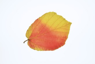 Persian ironwood (Parrotia persica), leaf in autumn on a white background, North Rhine-Westphalia,