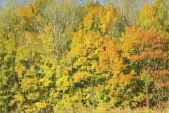 Deciduous trees in autumn are reflected in a lake, North Rhine-Westphalia, Germany