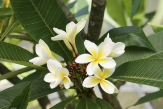 Frangipani or temple tree (Plumeria rubra), flowers of the white-flowered form, native to Central