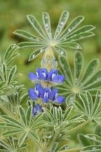 Lupine (Lupinus cosentinii), inflorescence and leaves, Algarve, Portugal