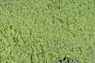 Azolla cristata (Azolla caroliniana), neophyte in Europe, North Rhine-Westphalia, Germany