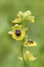Yellow Ophrys (Ophrys lutea), flowering, Algarve, Portugal