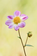 Dahlia (Dahlia Hybride), flower, North Rhine-Westphalia, Germany