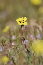 Cistus or rock rose (Halimium ocymoides, Cistus algarvensis), flowering, Algarve, Portugal