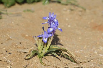 Midday iris (Moraea sisyrinchium, Gynandriris sisyrinchium), flowering, Algarve, Portugal