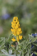 Yellow lupin (Lupinus luteus), inflorescence, Algarve, Portugal