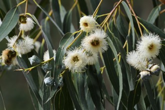 Tasmanian blue gum or common fever tree (Eucalyptus globulus), flowers and leaves, Algarve,