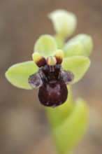 Drone ragwort or brake ragwort (Ophrys bombyliflora), flower, Algarve, Portugal