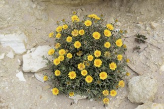 Coastal beach star (Pallenis maritima, Asteriscus maritimus), flowering, Algarve, Portugal