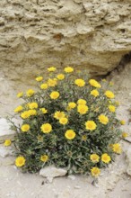 Coastal beach star (Pallenis maritima, Asteriscus maritimus), flowering, Algarve, Portugal