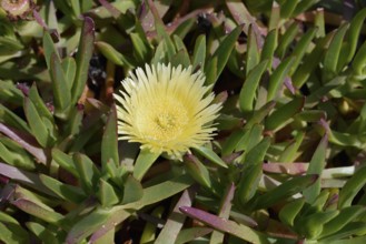 Yellow noon flower or edible noon flower (Carpobrotus edulis), flowering, Algarve Portugal