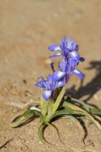 Midday iris (Moraea sisyrinchium, Gynandriris sisyrinchium), flowering, Algarve, Portugal