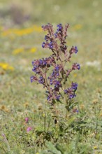 Calcareous ox tongue (Anchusa calcarea), flowering, Algarve, Portugal