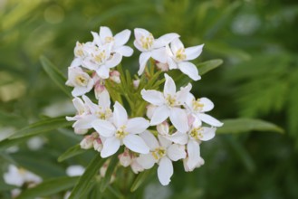 Orange blossom (Choisya ternata), flowers, ornamental plant, native to Mexico