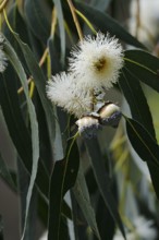 Tasmanian blue gum or common fever tree (Eucalyptus globulus), flowers and leaves, Algarve,