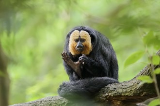 White-headed saki or pale-headed saki (Pithecia pithecia), male, captive, occurring in South