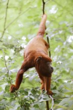 Venezuelan red howler (Alouatta seniculus) climbs in branches, captive, occurring in South America