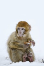 Barbary macaque or magot (Macaca sylvanus), young animal sitting in the snow and eating, winter,