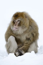 Barbary macaque or magot (Macaca sylvanus), male sitting in the snow and sticking out his tongue,