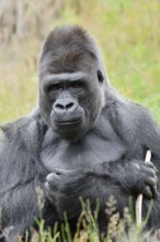 Western lowland gorilla (Gorilla gorilla gorilla), male, silverback, captive, native to Africa