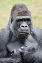 Western lowland gorilla (Gorilla gorilla gorilla), male, silverback, portrait, captive, native to