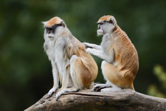 Western hussar monkey (Erythrocebus patas patas), male and female grooming each other, captive,