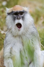 Western hussar monkey (Erythrocebus patas patas), yawning, captive, occurring in Africa