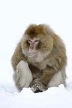 Barbary macaque or magot (Macaca sylvanus), male in winter, Azrou, Morocco