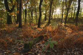 Fern in a deciduous forest at sunrise in autumn, North Rhine-Westphalia, Germany