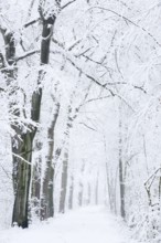 Snowy deciduous trees and forest trail in winter, North Rhine-Westphalia, Germany