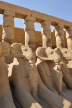 Aries sphinxes in front of the colonnades, Karnak Temple, Luxor, Egypt