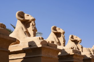 Sphinx Avenue, Karnak Temple, Luxor, Egypt