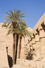 Colonnade and date palms (Phoenix dactylifera), Karnak Temple, Luxor, Egypt
