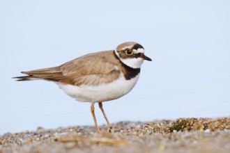 Little Ringed Plover (Charadrius dubius), North Rhine-Westphalia, Germany