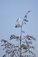 Great White Egret (Ardea alba) standing on a black alder (Alnus glutinosa) in winter, North