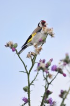 Goldfinch (Carduelis carduelis) sitting on thistle (Carduus acanthoides) in summer, North
