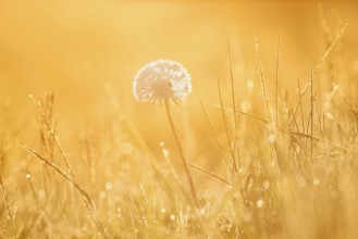 Common dandelion (Taraxacum officinale), fruit stand backlit at sunrise, North Rhine-Westphalia,