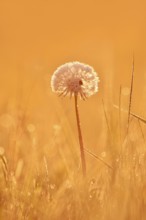 Common dandelion (Taraxacum officinale), fruit stand backlit at sunrise, North Rhine-Westphalia,