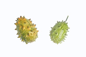 Horned cucumber, kiwano or horned melon (Cucumis metuliferus), fruit on a white background, native