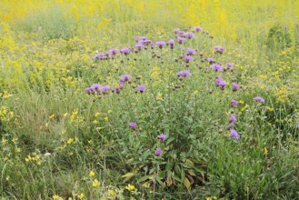 Meadow knapweed (Centaurea jacea), flowering, North Rhine-Westphalia, Germany