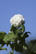 Real snowball or double snowball 'Roseum' (Viburnum opulus), flower, North Rhine-Westphalia,