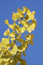 Ginkgo or ginkgo (ginkgo biloba), leaves on a branch in autumn, North Rhine-Westphalia, Germany
