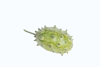 Horned cucumber, kiwano or horned melon (Cucumis metuliferus), fruit on a white background, native